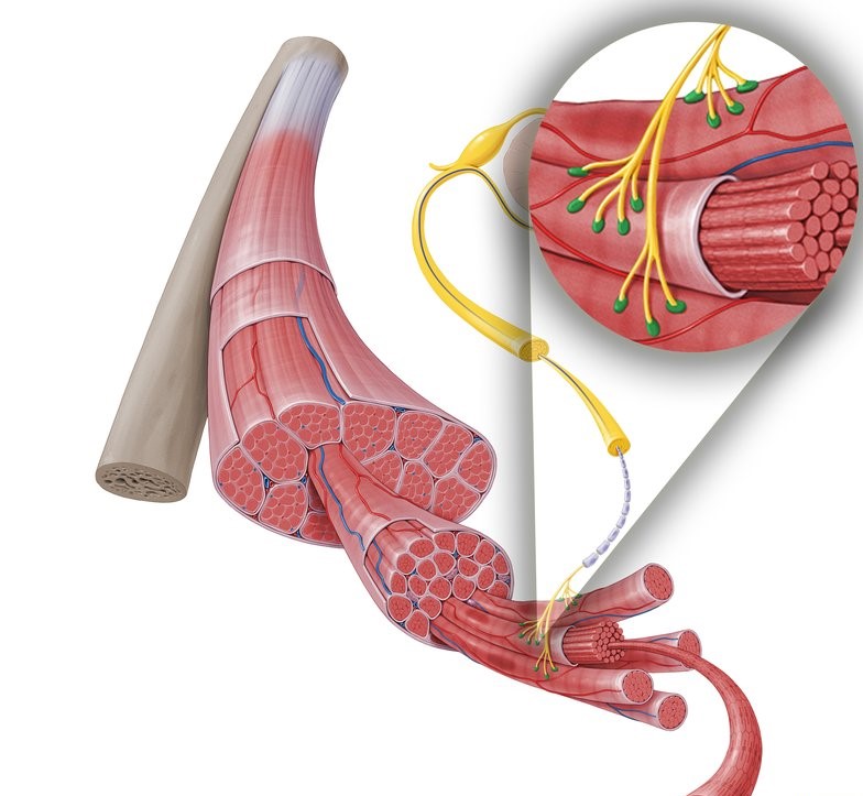 An anatomical illustration of skeletal muscle and its nerve supply.
