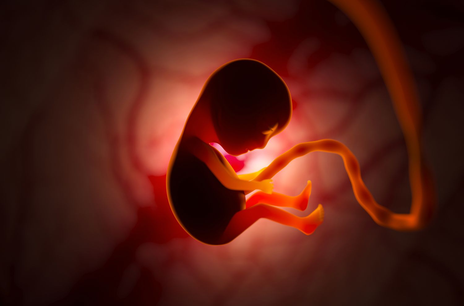 A softly illustrated view of early human development.