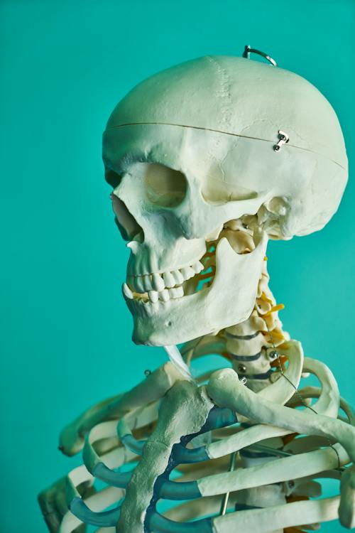 An anatomical overview representing regional gross anatomy.