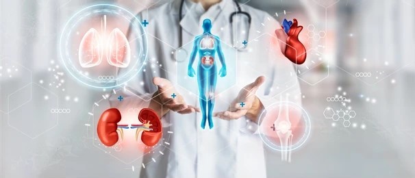 A visual overview of human physiology systems.